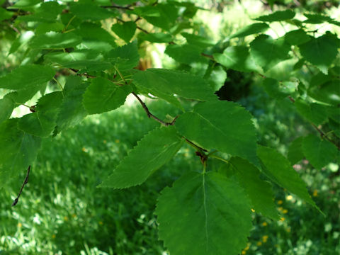 Betula ermanii