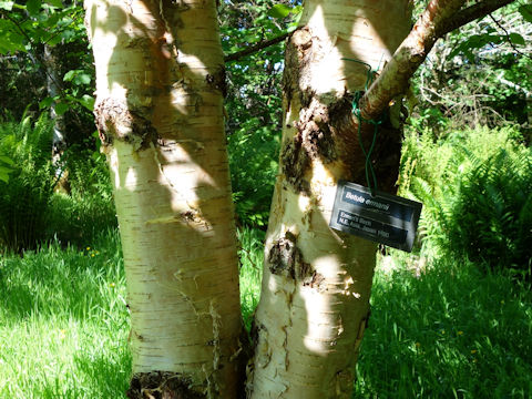 Betula ermanii