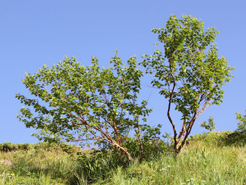 Betula ermanii