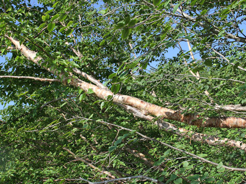 Betula ermanii