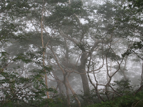 Betula ermanii