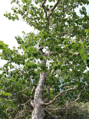 Betula ermanii