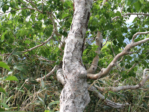 Betula ermanii