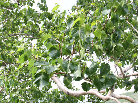 Betula ermanii