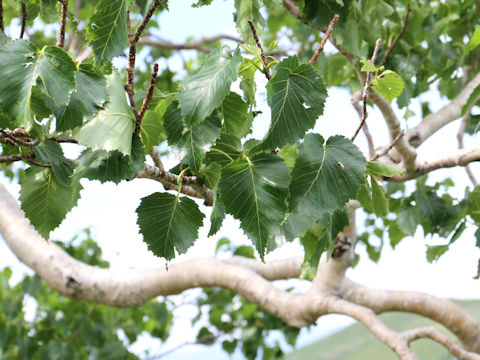 Betula ermanii