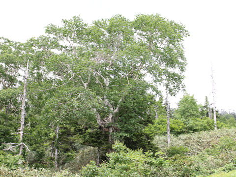 Betula ermanii