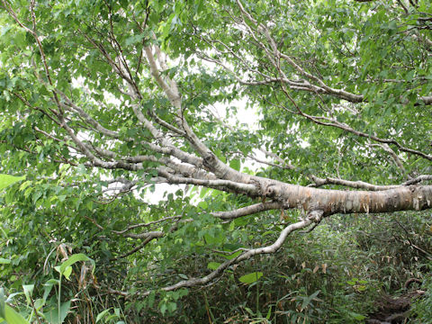 Betula ermanii