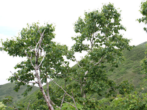 Betula ermanii