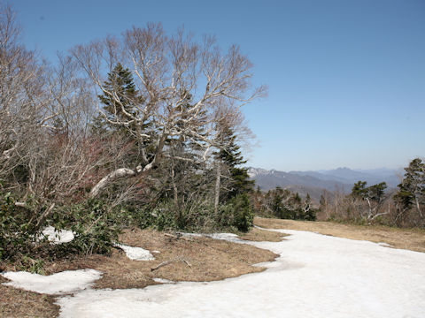 Betula ermanii