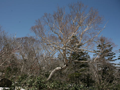 Betula ermanii