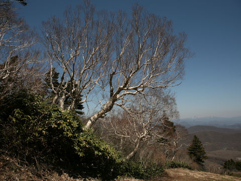 Betula ermanii