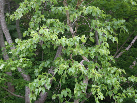 Betula ermanii