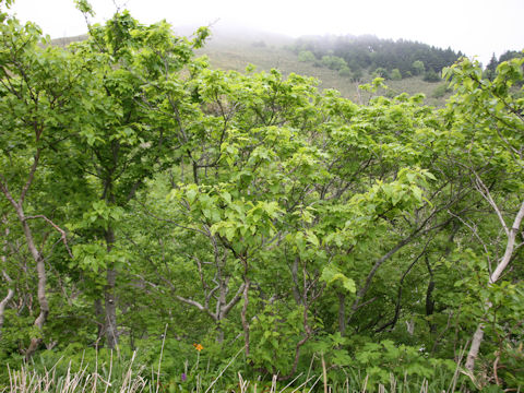 Betula ermanii