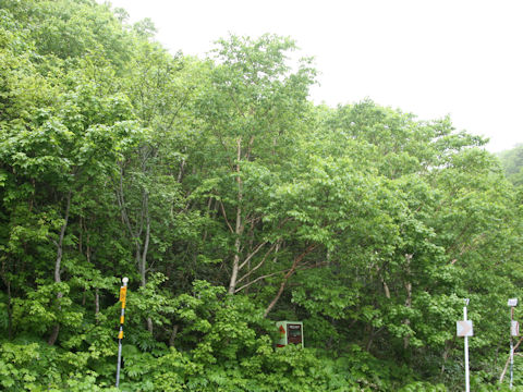 Betula ermanii