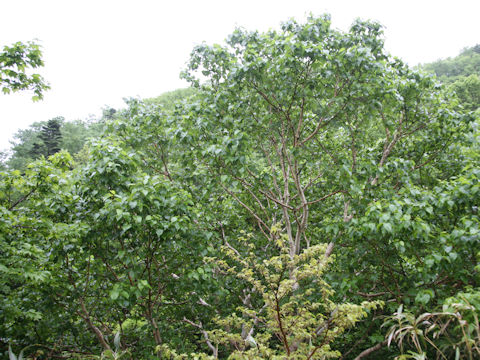 Betula ermanii