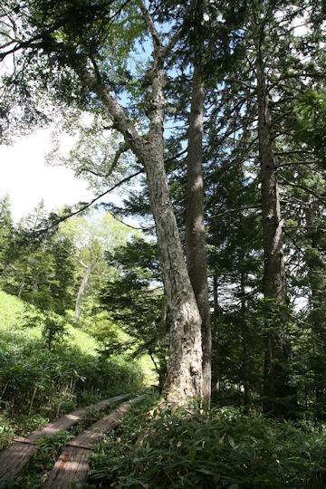 Betula ermanii