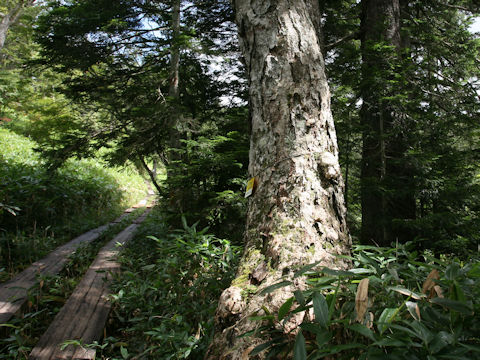 Betula ermanii