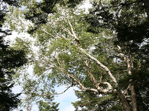 Betula ermanii