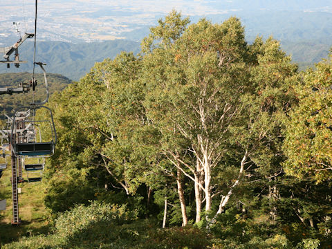 Betula ermanii