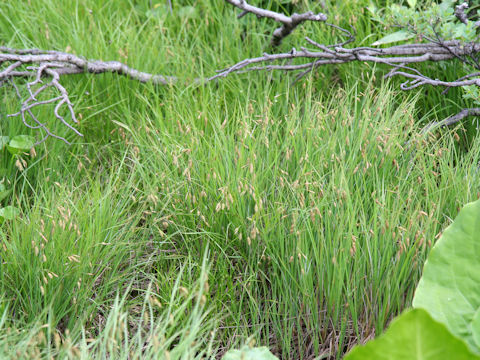 Carex paupercula