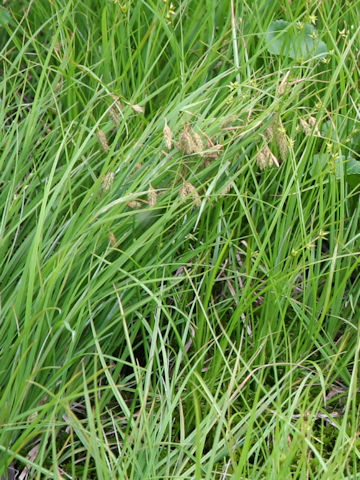 Carex paupercula