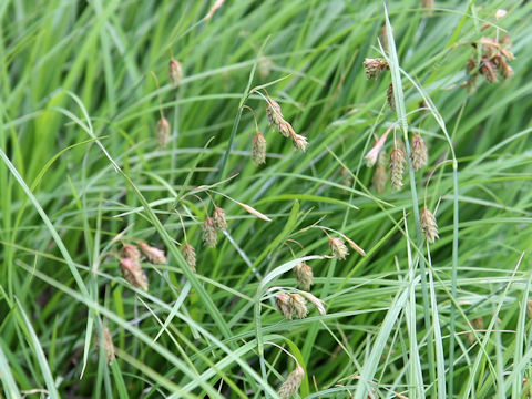 Carex paupercula