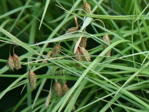 Carex paupercula