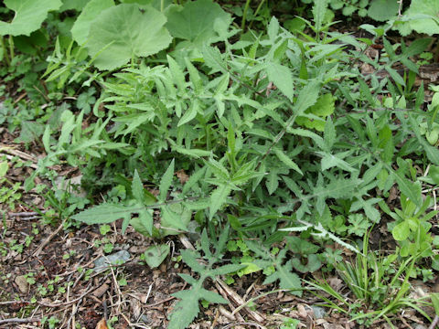 Cirsium amplexifolium