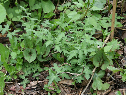 Cirsium amplexifolium