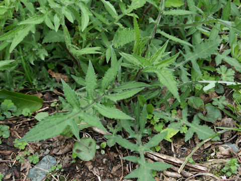 Cirsium amplexifolium