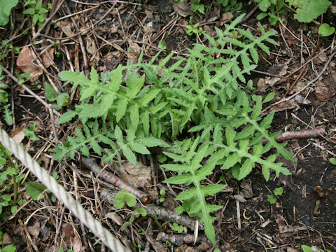 Cirsium amplexifolium