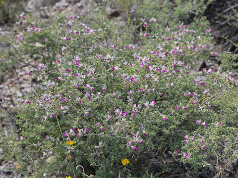 Dalea gregii