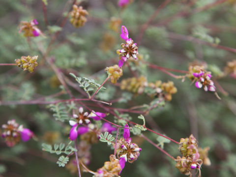 Dalea lasiathera