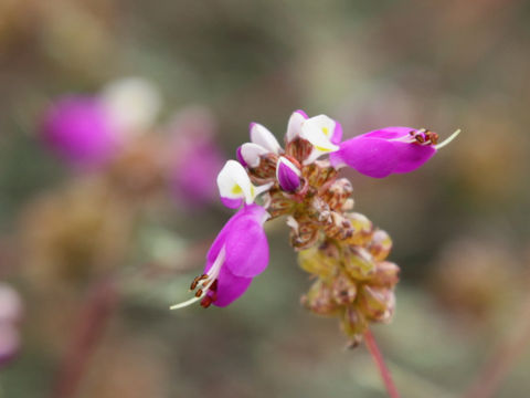 Dalea lasiathera