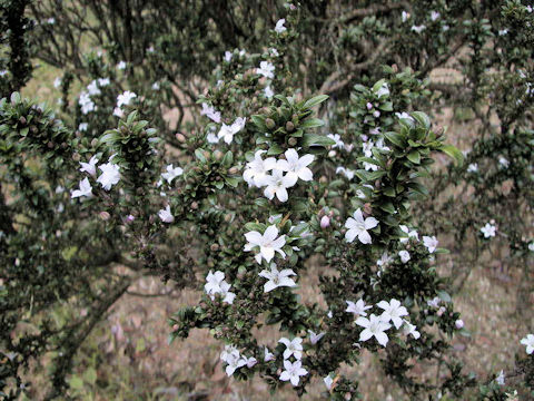 Serissa japonica var. crassiramea