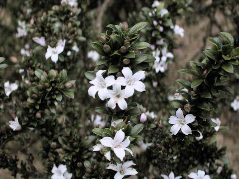 Serissa japonica var. crassiramea