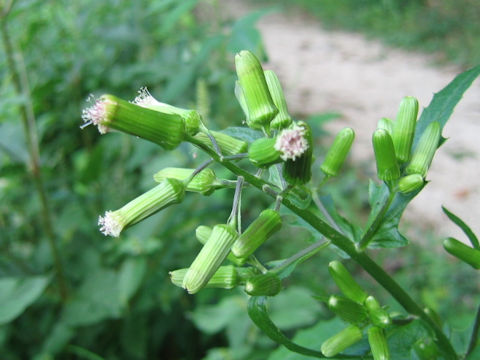 Erechitites hieracifolia