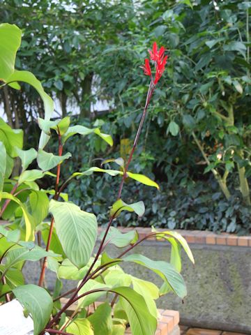 Canna indica