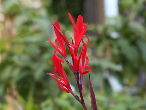 Canna indica