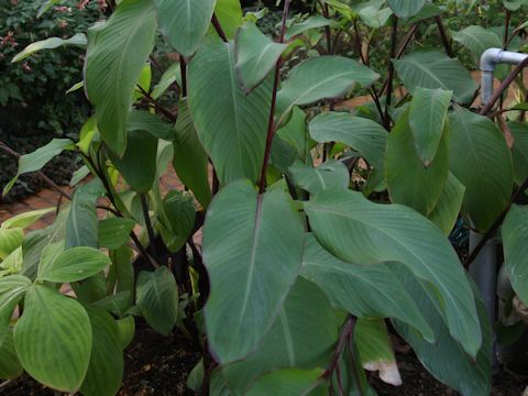 Canna indica