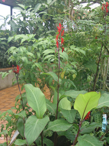 Canna indica