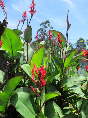 Canna indica