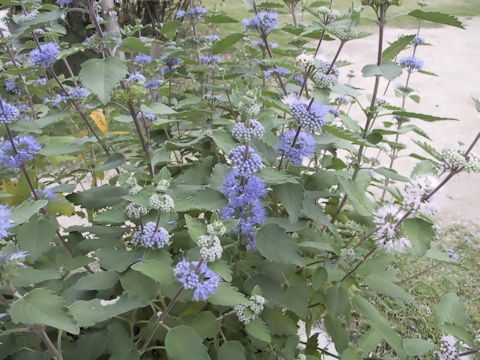 Caryopteris incan