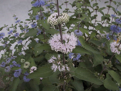 Caryopteris incan