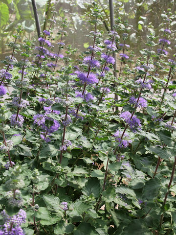 Caryopteris incan