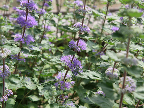 Caryopteris incan