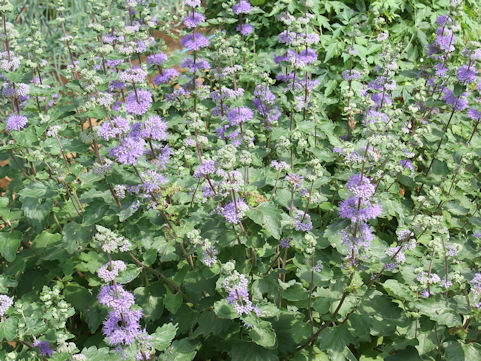 Caryopteris incan