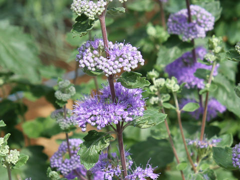 Caryopteris incan