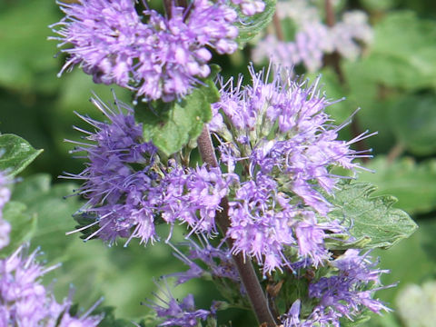 Caryopteris incan