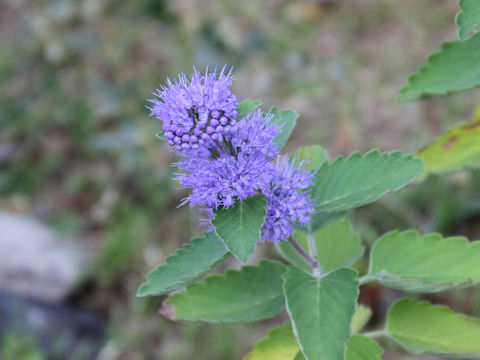 Caryopteris incan